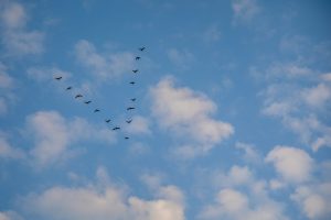 Migratory birds in blue sky